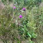 Cirsium heterophyllum Habit