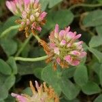 Trifolium fragiferum花