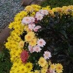 Chrysanthemum indicum Λουλούδι