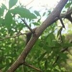 Searsia gueinzii Bark