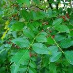 Zanthoxylum americanum Ліст