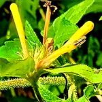 Bouvardia laevis Flor
