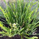 Baccharis trimera Лист