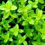 Thymus pulegioides Leaf