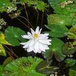 Nymphaea lotus Blomma