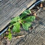 Erigeron pulchellus Leaf