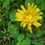 Taraxacum cucullatiforme Fula