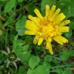 Taraxacum cucullatiforme 花