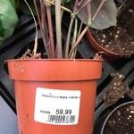 Maranta cristata Corteza