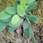 Hieracium glaucinum Leaf