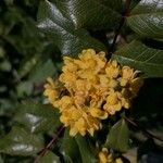 Berberis aquifoliumFlower