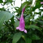 Strobilanthes hamiltoniana Квітка