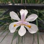 Dietes iridioides Flor