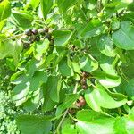 Rhamnus cathartica 叶