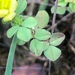 Trifolium campestre Blatt