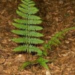 Dryopteris remota Habitus