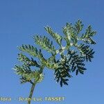 Artemisia atrata Leaf