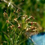 Hesperis tristis Квітка