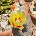 Opuntia macrocentra List