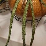 Euphorbia platyclada Hoja