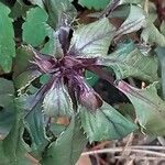 Amaranthus tricolor Feuille