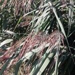 Phragmites australis葉