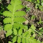 Tanacetum macrophyllum 叶