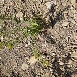 Solidago nemoralis Leaf