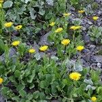 Doronicum grandiflorumCvet