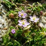 Spergularia rupicola പുഷ്പം