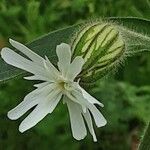 Silene noctiflora Květ