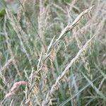 Elymus repens Flower