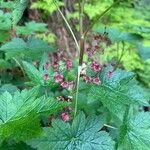 Ribes laxiflorum Fleur