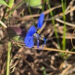 Commelina forskaolii Žiedas