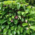 Passiflora alata Květ
