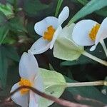 Begonia dregei Flower