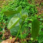 Alchornea latifolia 葉