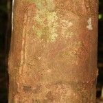 Macoubea guianensis Кора