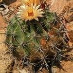 Ferocactus herrerae Λουλούδι