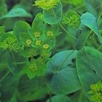 Bupleurum rotundifolium Folha