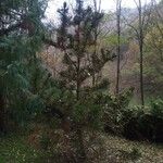 Pinus leucodermis Libunga
