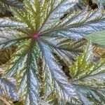 Begonia aconitifolia Leaf