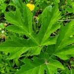 Heracleum sphondyliumFolha