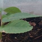 Begonia egregia Листок