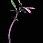 Triphora surinamensis 花
