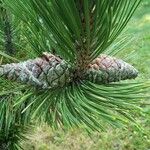 Pinus heldreichii 果