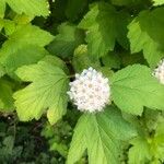 Physocarpus capitatus Folha