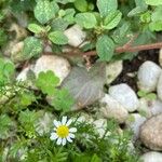 Anthemis cotulaÕis