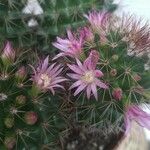 Mammillaria backebergiana 花