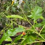 Solanum bahamenseFruit